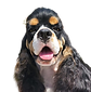 sharkovski-removebg-preview.png