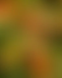 The Extinguisher:: My exact protocol to put out the flames from chronic, systemic inflammation