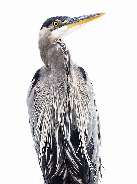 hi key heron (qualicum).jpg