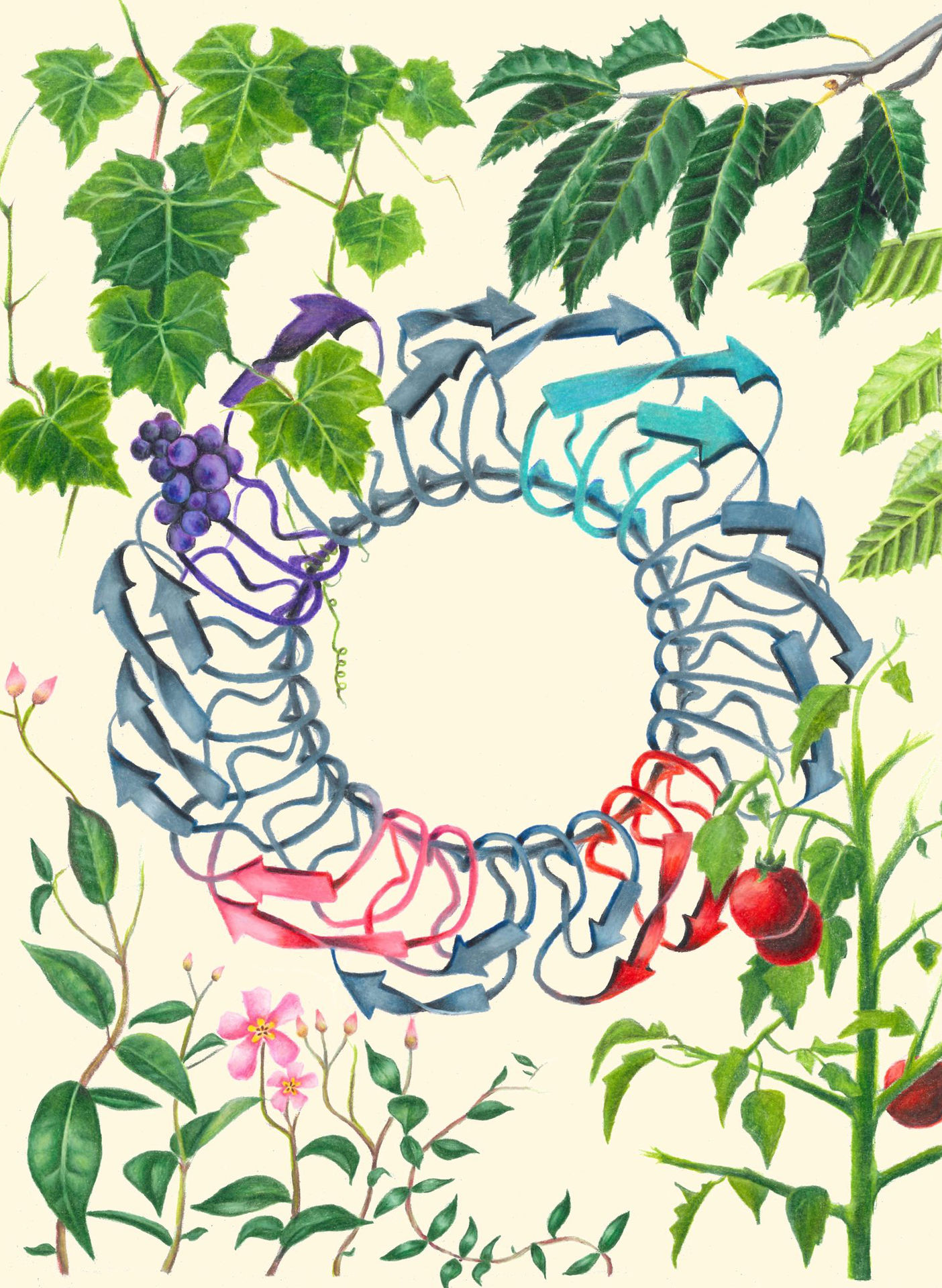 Plant Pathology Illustration by Phoebe W. Sinner