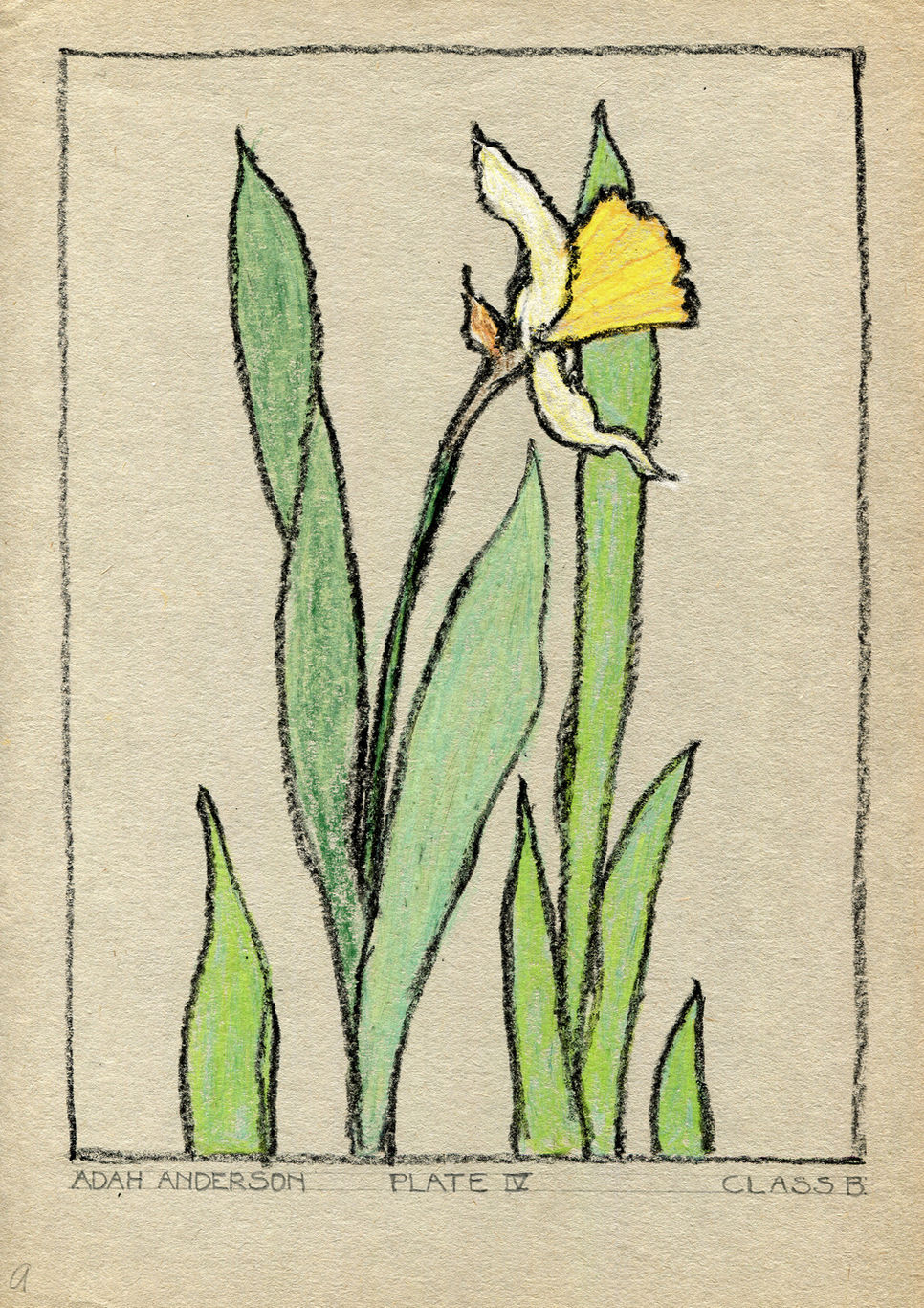 Plate IV (daffodils), Adah E. Anderson