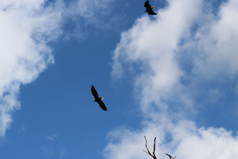 Thumbnail: Vienna Wardsville Loop