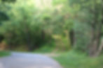 Thumbnail: Lone Rock Shamrock