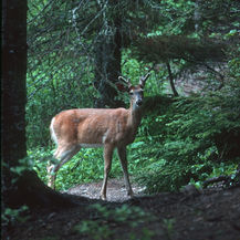 Imagine Your Life into Being