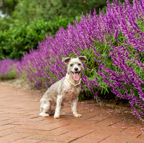 Professional dog photography at Fagan Park, Dural: A small scruffy grey dog sits among purple Mexican Bush Sage flowers during a Sydney pet portrait session in the Hills District.