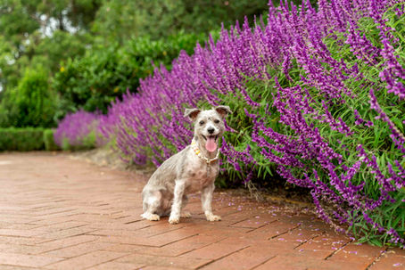 Professional dog photography at Fagan Park, Dural: A small scruffy grey dog sits among purple Mexican Bush Sage flowers during a Sydney pet portrait session in the Hills District.