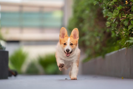 Check out Patate and Sapphire's Pet & Family Photo Shoot in Sydney