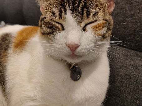 Cat Family Story #23: Meowy