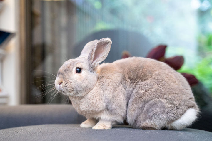 Maple, Sparrow-010.jpg