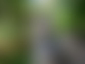 Cat Family Story #19: Gibson