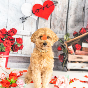 Let’s Capture a Love Like No Other this Valentine's Day! Pet Photo Shoots at your home (Backdrops provided)