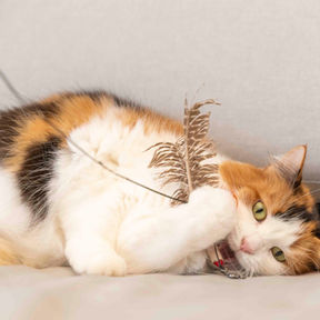Cat playing with a feather toy during an in-home photography session in Sydney.