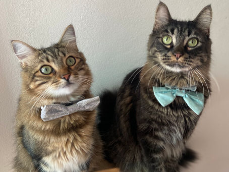 Cat Family Story #22: Hamish and Pancho