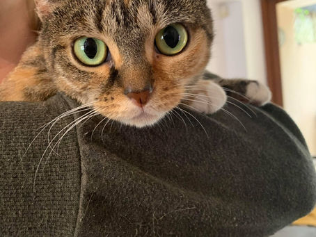 Cat Family Story #26: Reggie