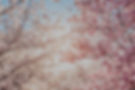 Sakura Flowers