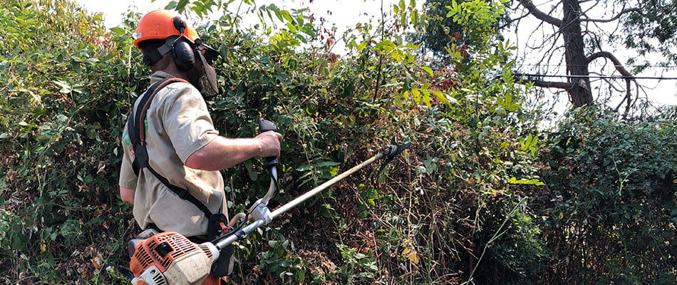 Crew member clearing dense brush with a saw