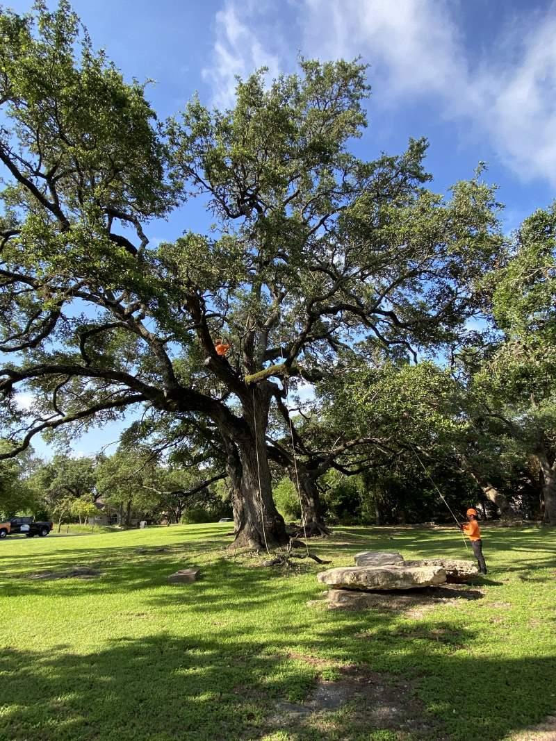 Mature live oak in a sloped yard