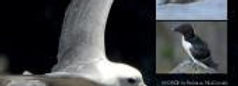 Lundy Seabird Project
