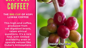 Cat Poop Coffee - Kopi Luwak