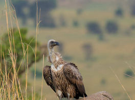 A vulture perched on a mound, observing the African savanna landscape.