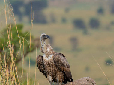 Vulture perched atop a mound in the African savanna; Tanzania Safari.