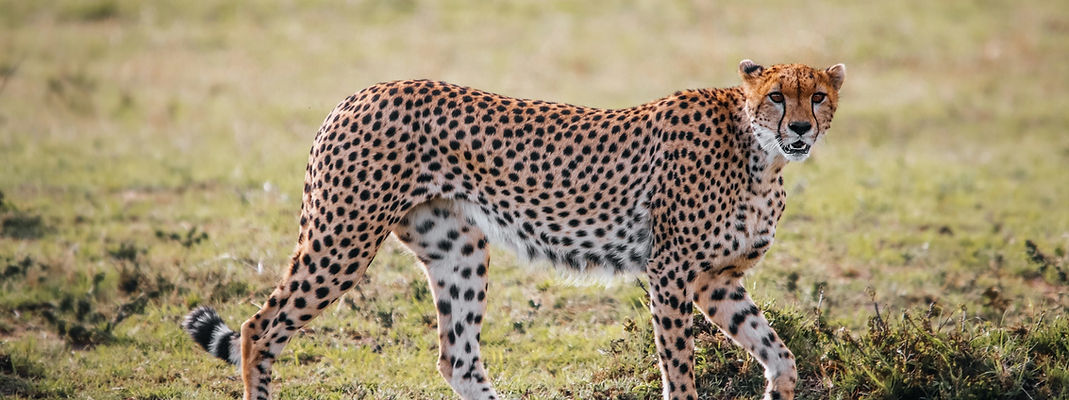 Ndutu Migration Safari from Zanzibar