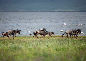 2 Day Tanzania. Safari from Zanzibar