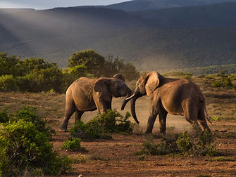 2 Day Tanzania Serengeti Fly-In Safari from Zanzibar
