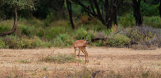 2 Day Tanzania Safari from Zanzibar