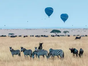 Zebras and hot air balloons graze the savannah landscape, 4 Day Serengeti Wildbeest Migration.