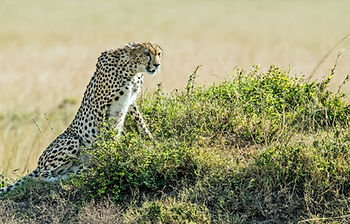 4-tägige Tansania-Safari ab Sansibar