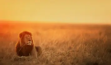 4 Day Serengeti Fly-In Safari from Zanzibar