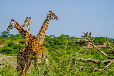 Serengeti National Park