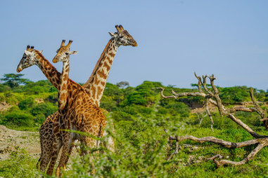 Serengeti National Park
