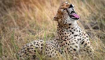 Serngeti National Park