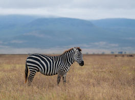 Zebra stands in the savanna with mountains in the background, wildlife scene.