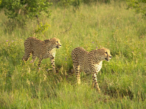 Two cheetahs walking through tall green grass in the African savanna