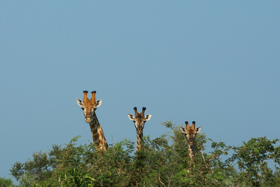 4 Day Tanzania Safari from Zanzibar