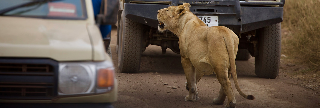 4 Day Serengeti Safari from Zanzibar