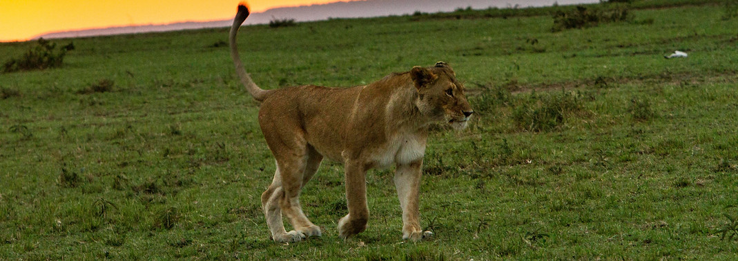 Tansania-Safari ab Sansibar