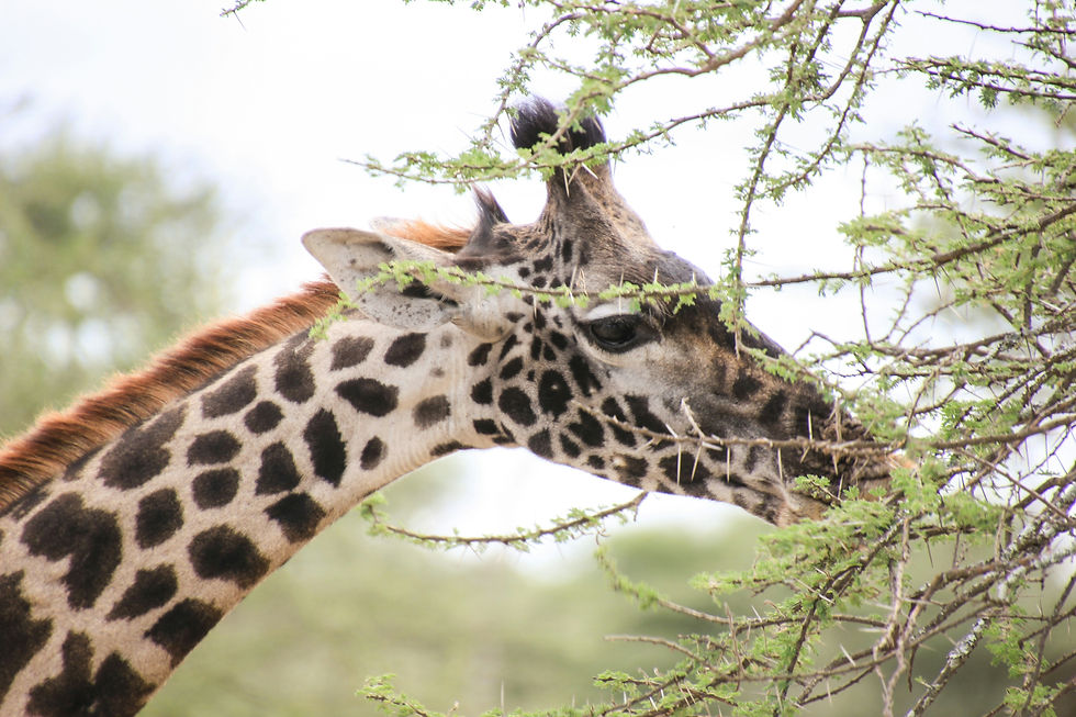 2 Day Ndutu Migration Safari from Zanzibar