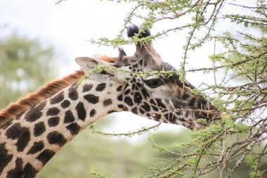 Serengeti National Park