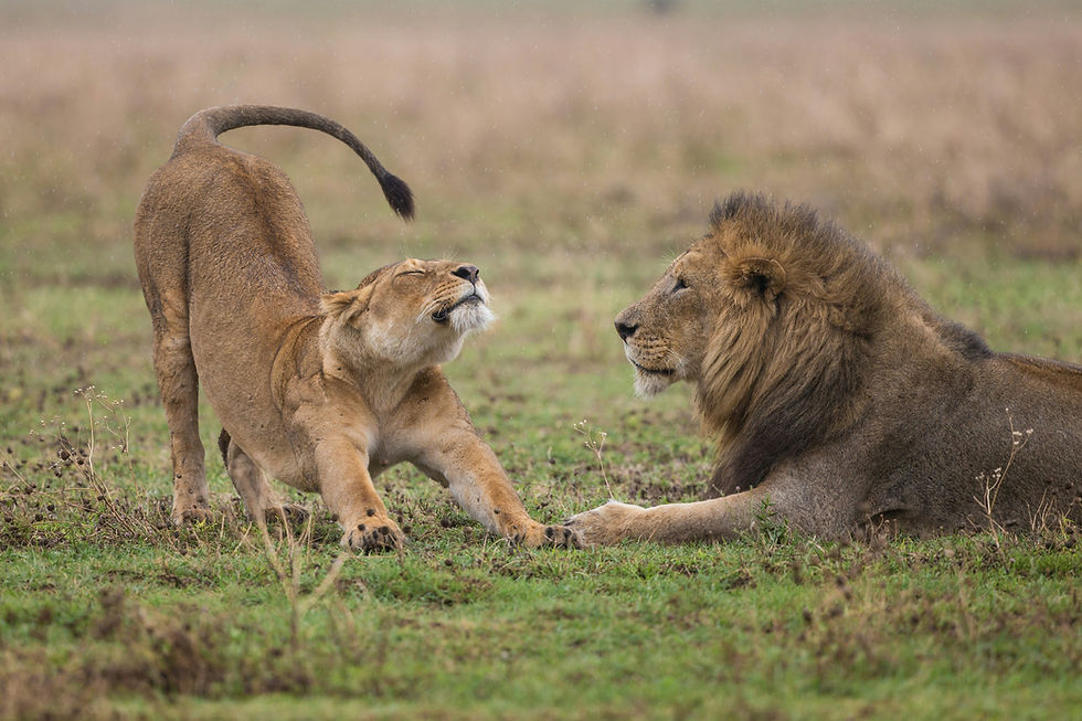 Serengeti Safari from Zanzibar