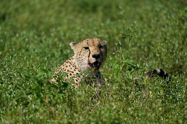 Ndutu Migration Safari from Zanzibar