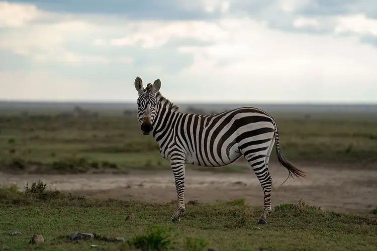 6 Day Tanzania Safari from Arusha.