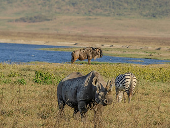 3 Day Ndutu Migration Fly-In Safari from Zanzibar