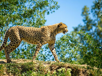5 Day Ndutu Migration Safari from Zanzibar