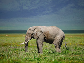 3 Day Tanzania Safari from Zanzibar