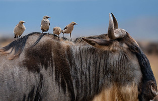 6 Day Migration Safari from Zanzibar