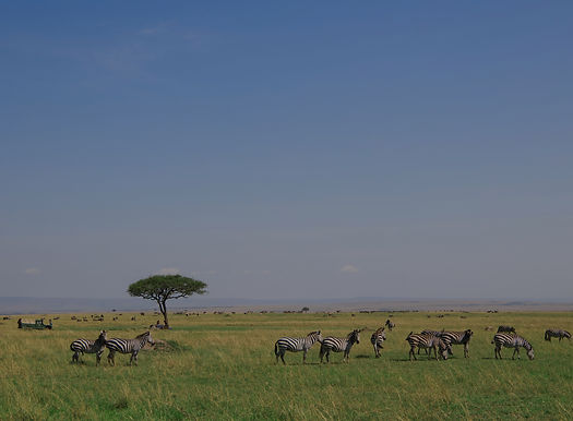 Safari di 2 giorni in Tanzania con partenza da Zanzibar